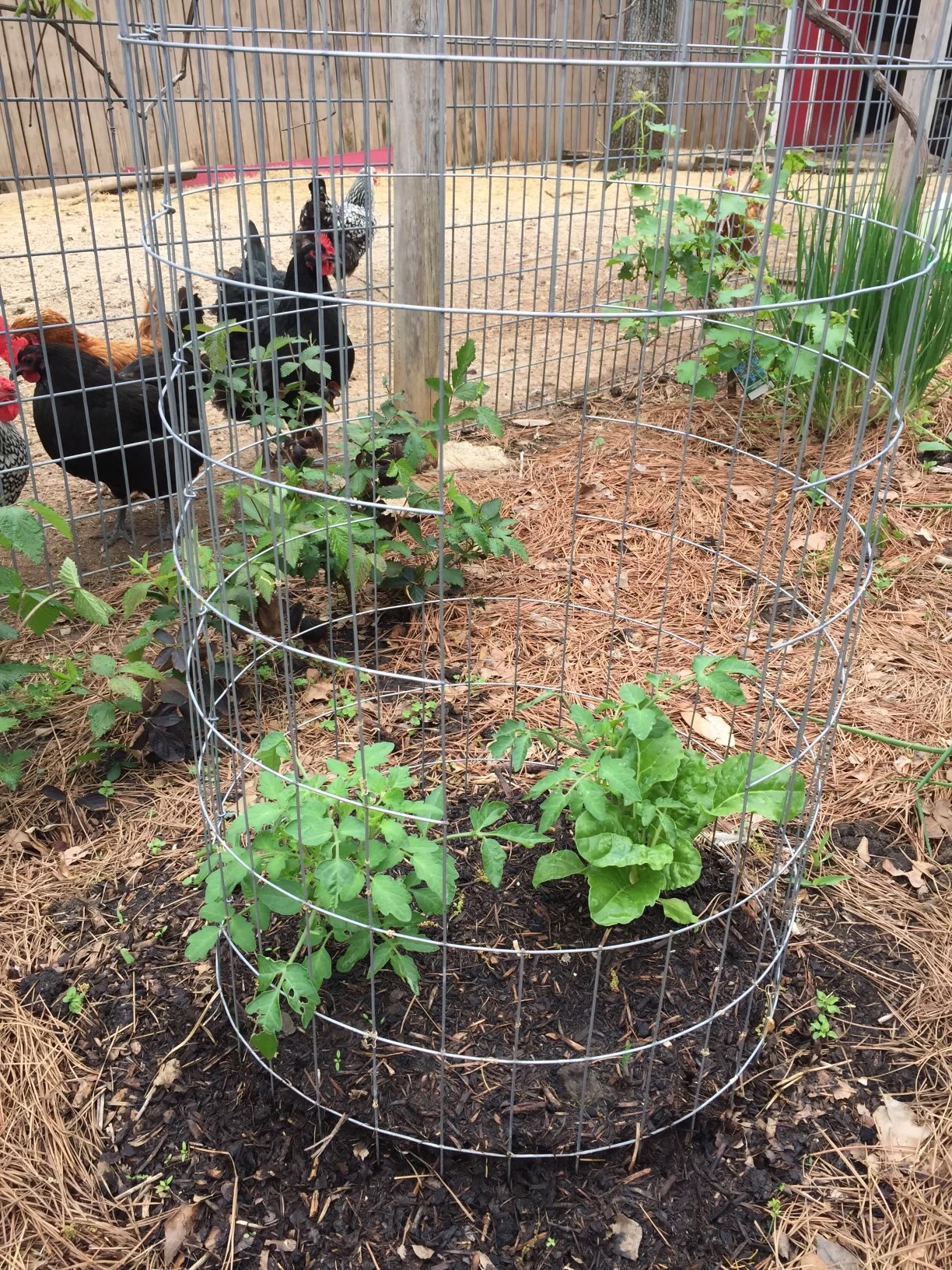 Tomato & Chicken